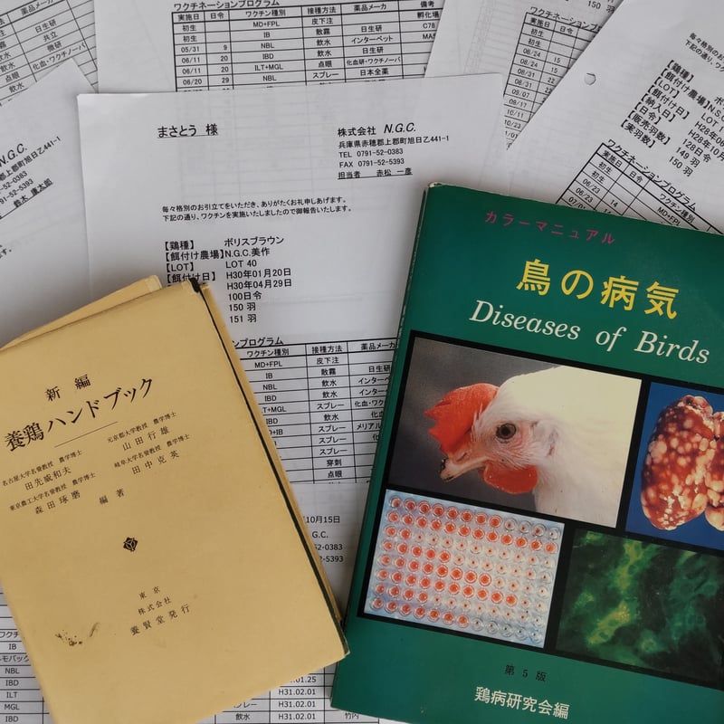 平飼い養鶏卵 60個 | 平飼い養鶏まさとう