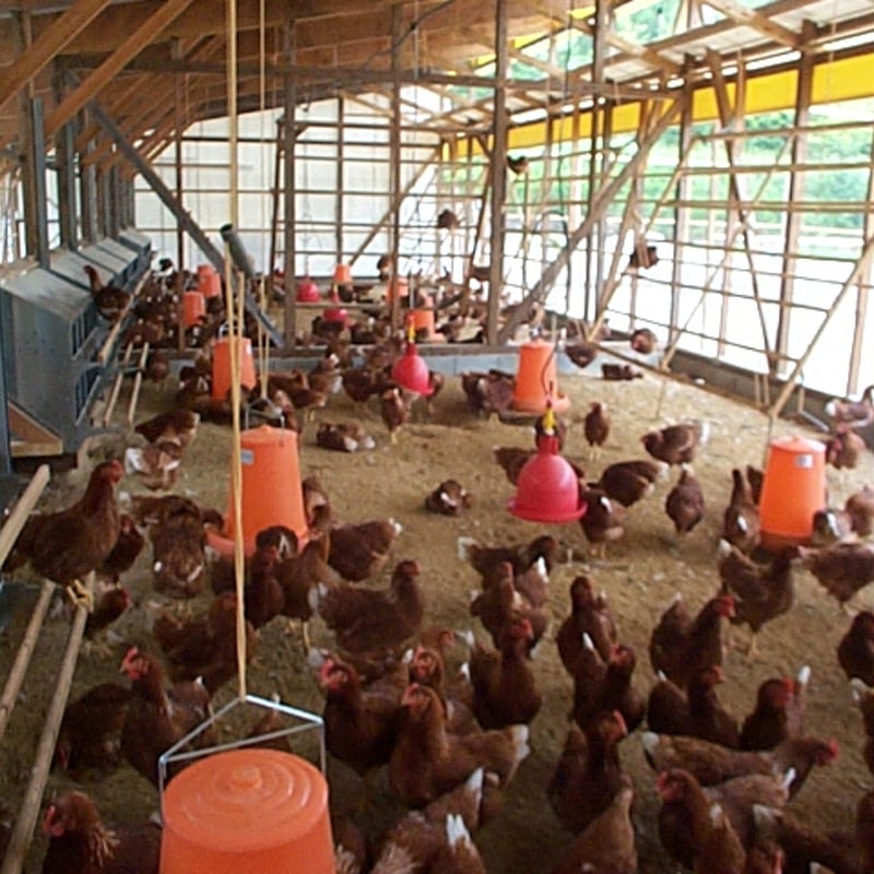 平飼い養鶏卵 60個 | 平飼い養鶏まさとう