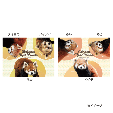 レッサーパンダ | STORES