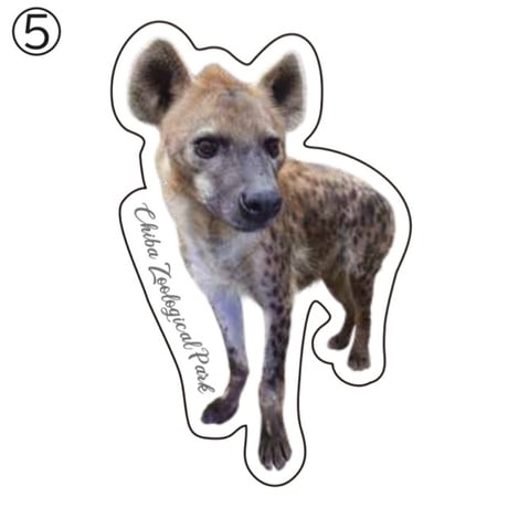 千葉市動物公園オリジナルステッカー  ブチハイエナ