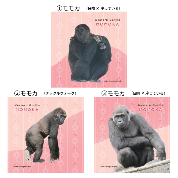 タオルハンカチ ニシゴリラ（モモカ） | 千葉市動物公園オフィシャル