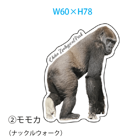 千葉市動物公園オリジナルステッカー ニシゴリラ（モモカ・モンタ）