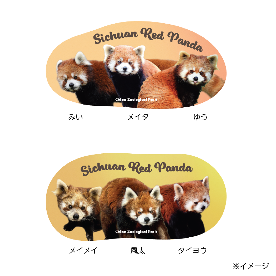 千葉市動物公園レッサーパンダファミリー フラットポーチ | 千葉市動物