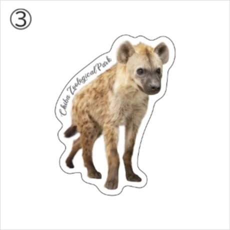 千葉市動物公園オリジナルステッカー  ブチハイエナ