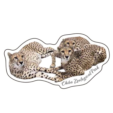 チーター | STORES チーター | STORES