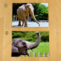 ポストカード　アジアゾウ