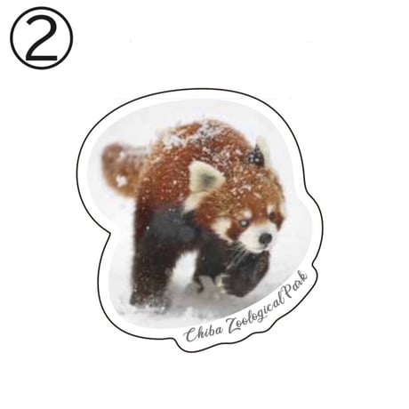 千葉市動物公園オリジナルステッカー  レッサーパンダ