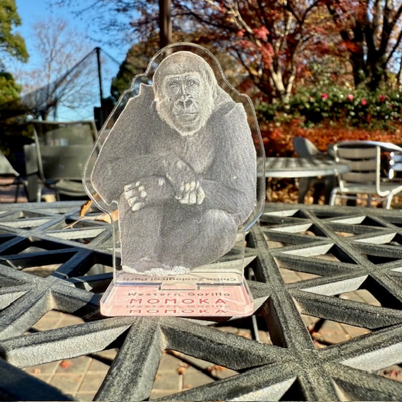 アクリルスタンド ニシゴリラ（モモカ） | 千葉市動物公園オフィシャル