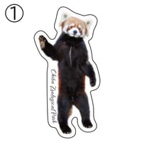 千葉市動物公園オリジナルステッカー  レッサーパンダ