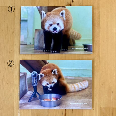 ポストカード　レッサーパンダ