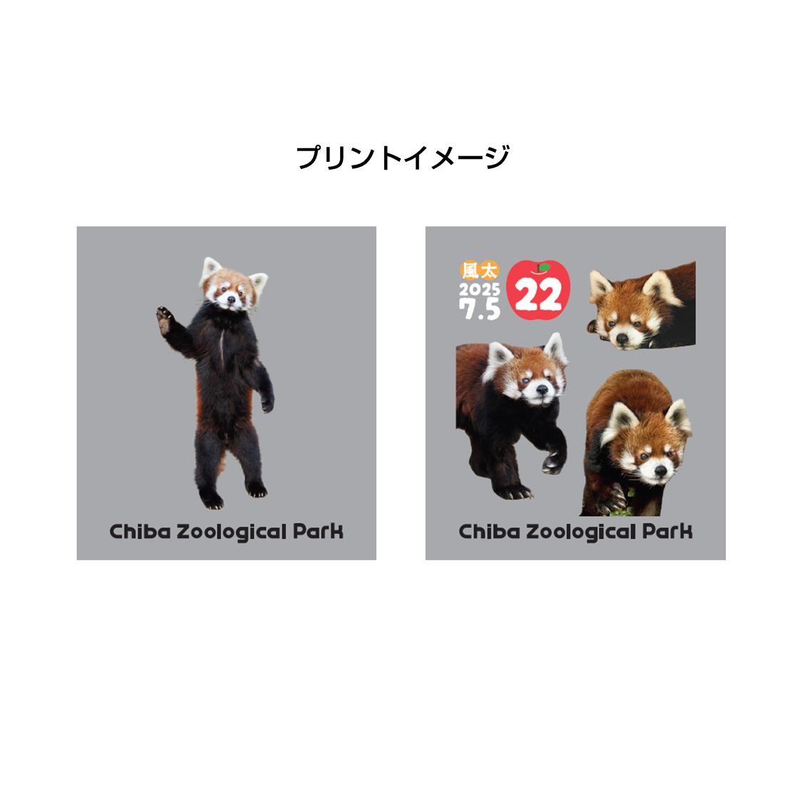 レッサーパンダ レッサーパンダ｜三英貿易株式会社