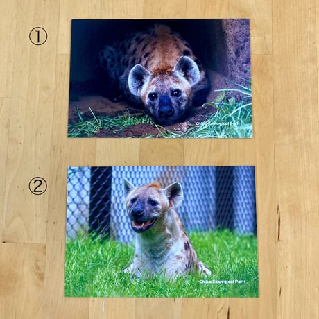千葉県動物誌 千葉県動物誌(千葉県生物学会 編) / 古本、中古本、古書籍の通販