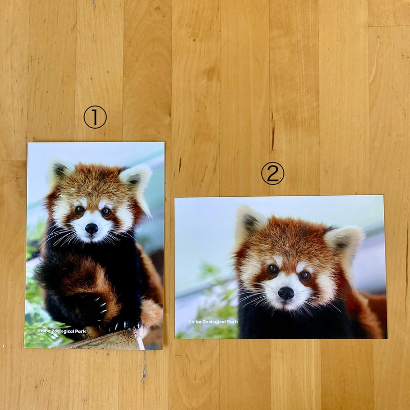 レッサーパンダ 写真 ポストカード ポストカード レッサーパンダ | 千葉市動物公園オフィシャルショップ