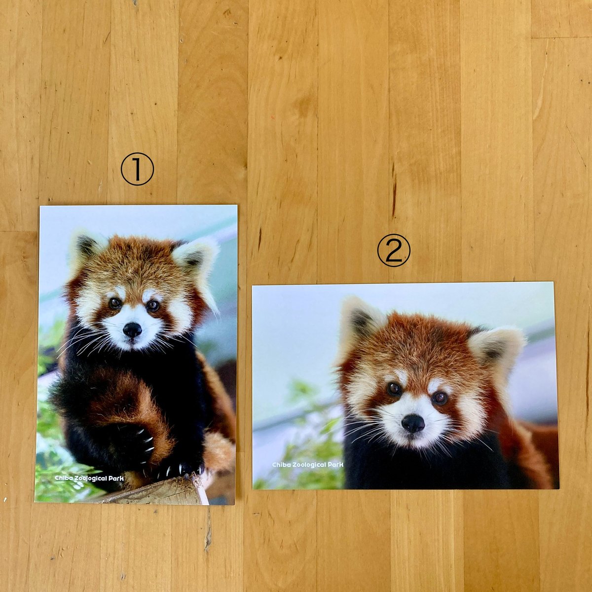 レッサーパンダ様 リクエスト 2点 まとめ商品 71SxPpgXXoL._UF350,350_QL50_.jpg