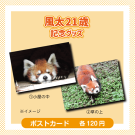 7月5日は風太の誕生日♥風太20→21キャンペーン！ | 千葉市動物