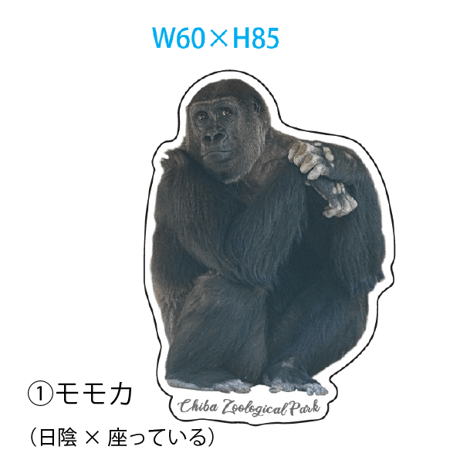 千葉市動物公園オリジナルステッカー ニシゴリラ（モモカ・モンタ）