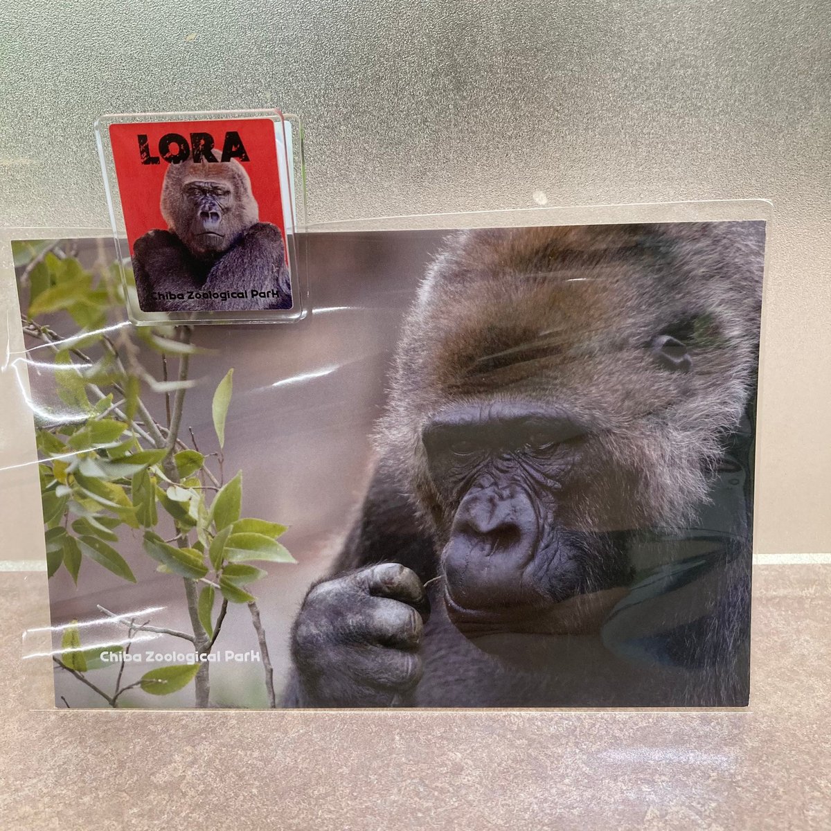 ゴリラの日2024 アクリルクリップ | 千葉市動物公園オフィシャル