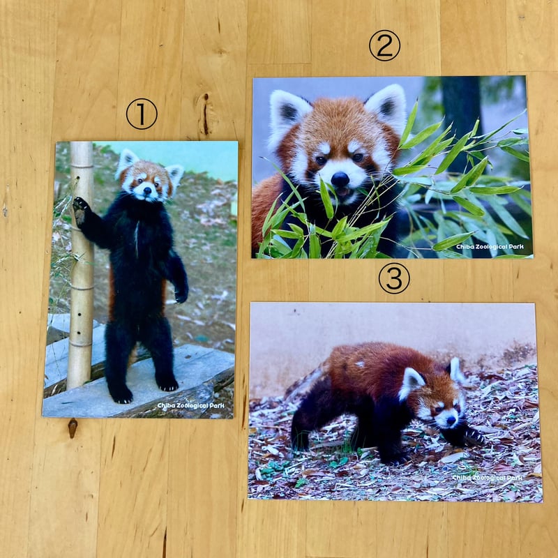 レッサーパンダ 写真 ポストカード ポストカード レッサーパンダ | 千葉市動物公園オフィシャルショップ