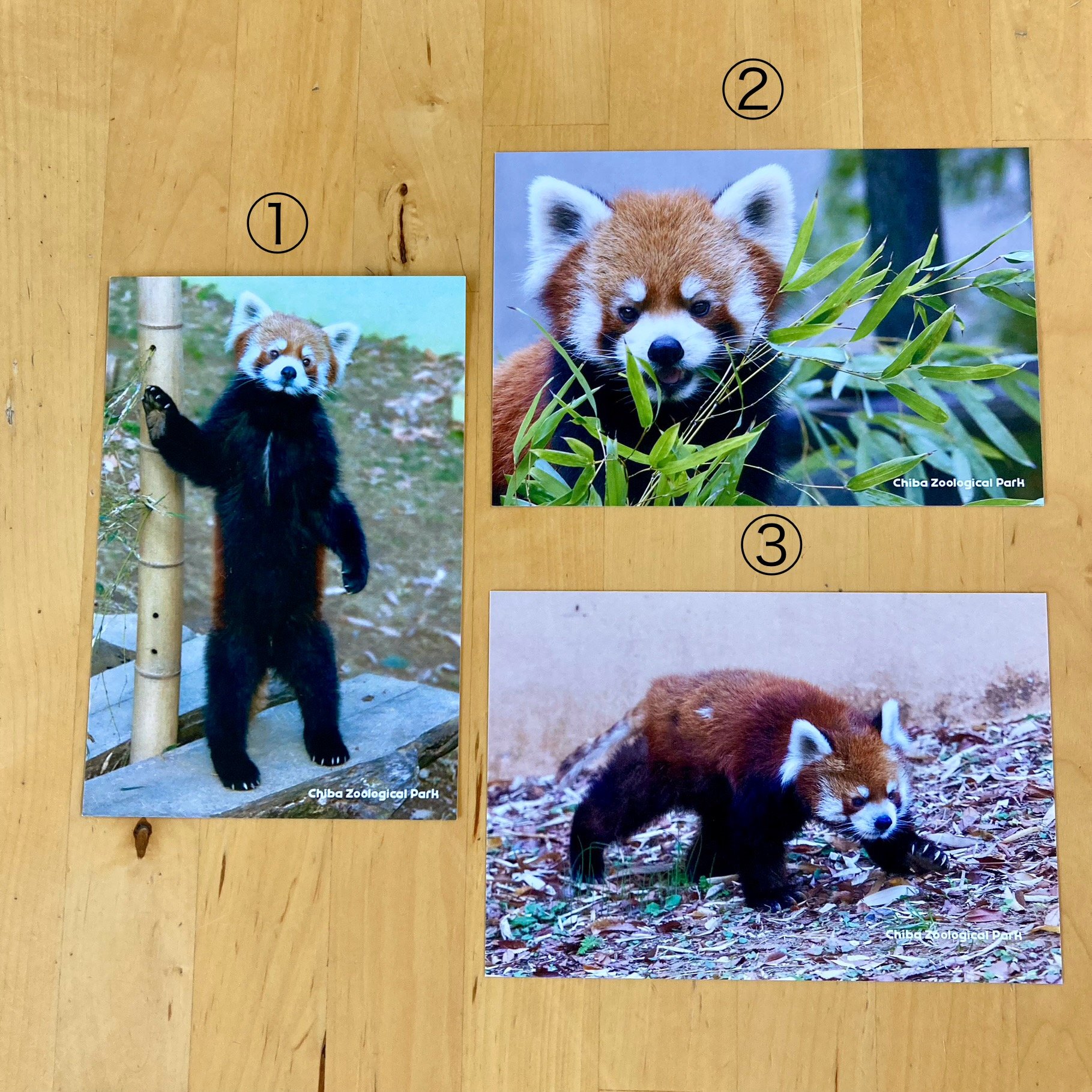 レッサーパンダ 写真 ポストカード original