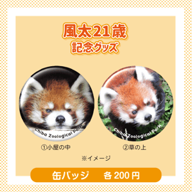 7月5日は風太の誕生日♥風太20→21キャンペーン！ | 千葉市動物公園