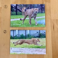 ポストカード　チーター
