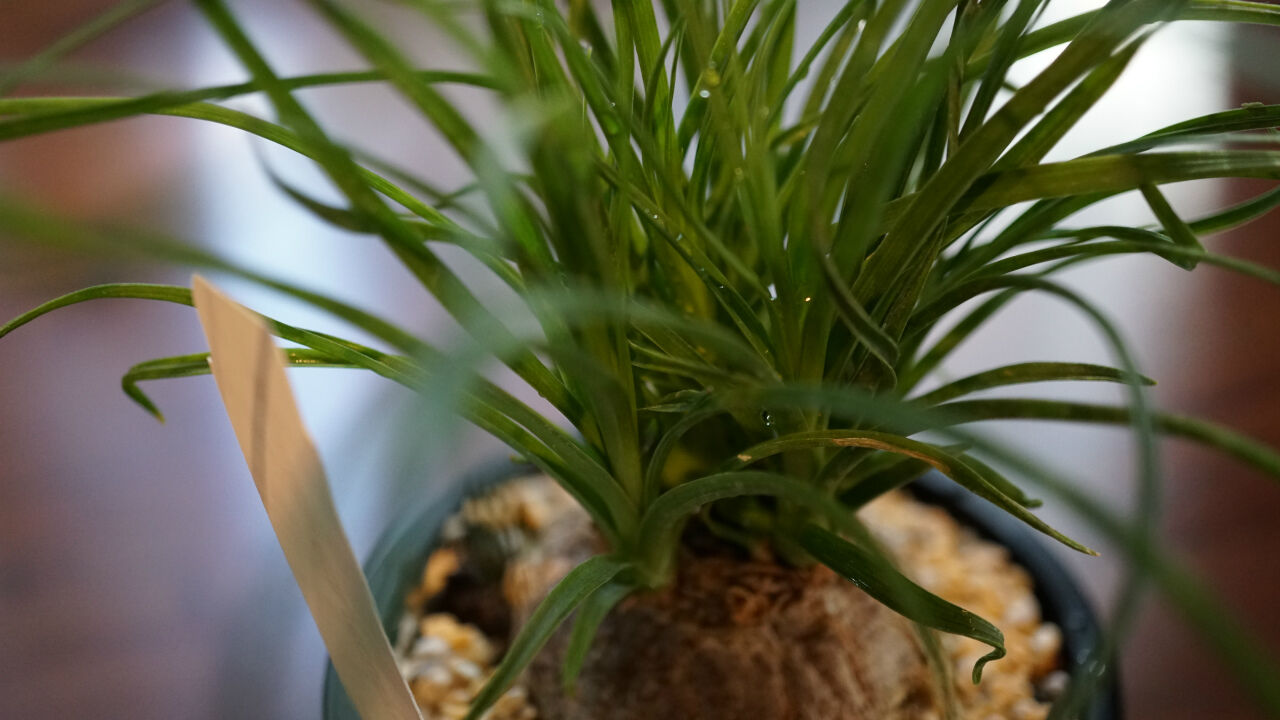 ST A Beaucarnea Recurvata 塊根植物ボーカルネアレクルバータ | Ma