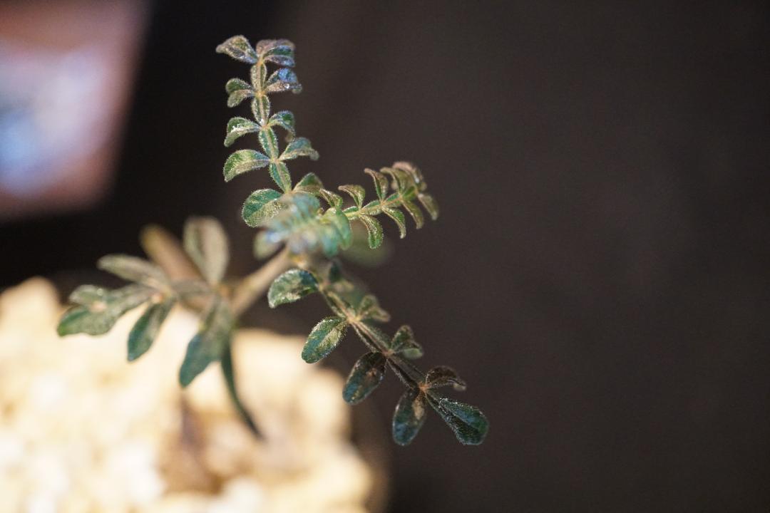 珍品　オペルクリカリア　ヒファエノイデス オペルクリカリア ヒファエノイデス | GREEN LUCK