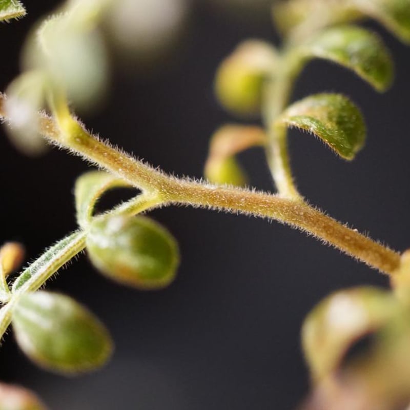 H. Casagnalaオペルクリカリア ヒファエノイデス 極希少種 本物  