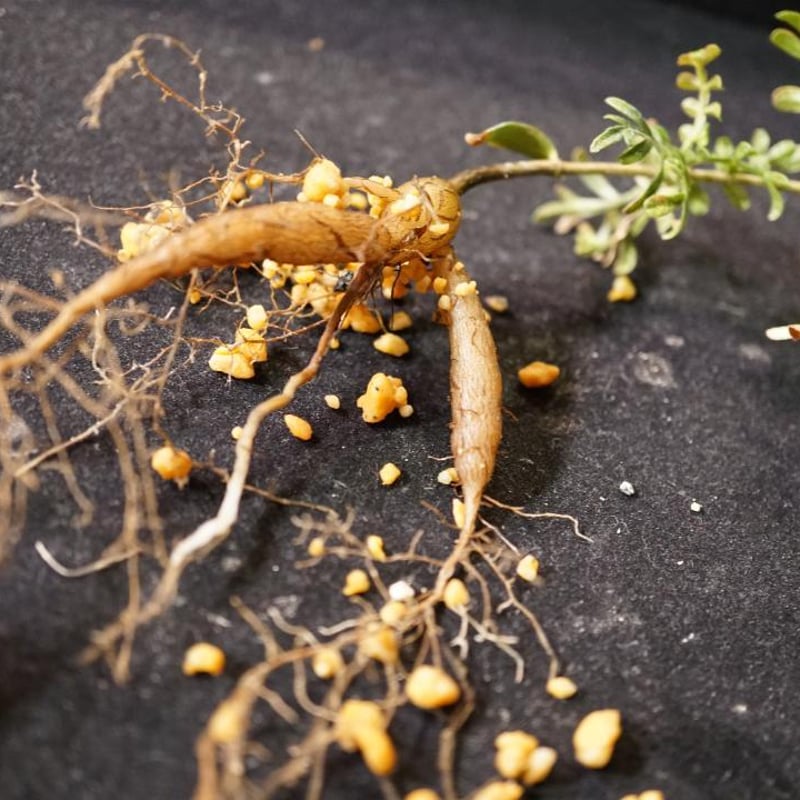 H. Casagnalaオペルクリカリア ヒファエノイデス 極希少種 本物  