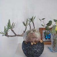 超絶レア！オペルクリカリア ヒファエノイデス コレクション株 fit=scale-down,w=1200
