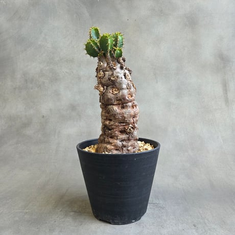 ユーフォルビアムランジーナ | STORES