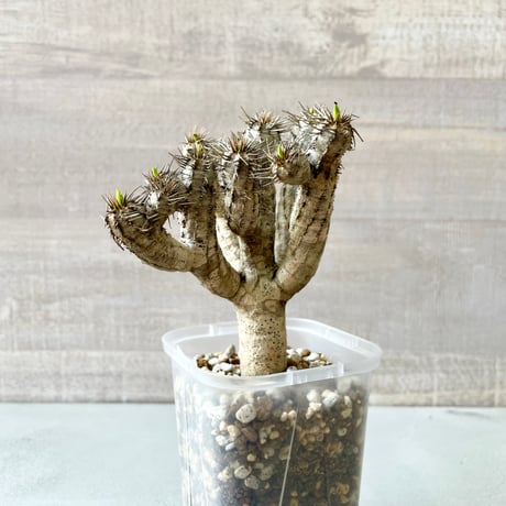 ユーフォルビアギラウミニアナ | STORES 