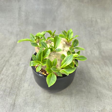 パキポディウムブレビカウレ | STORES