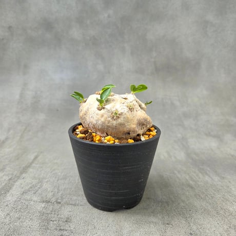 恵比寿笑い 現地球 グラキリス型 コレクション株 ツートーン 厳選