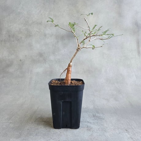 オペルクリカリアパキプス | STORES