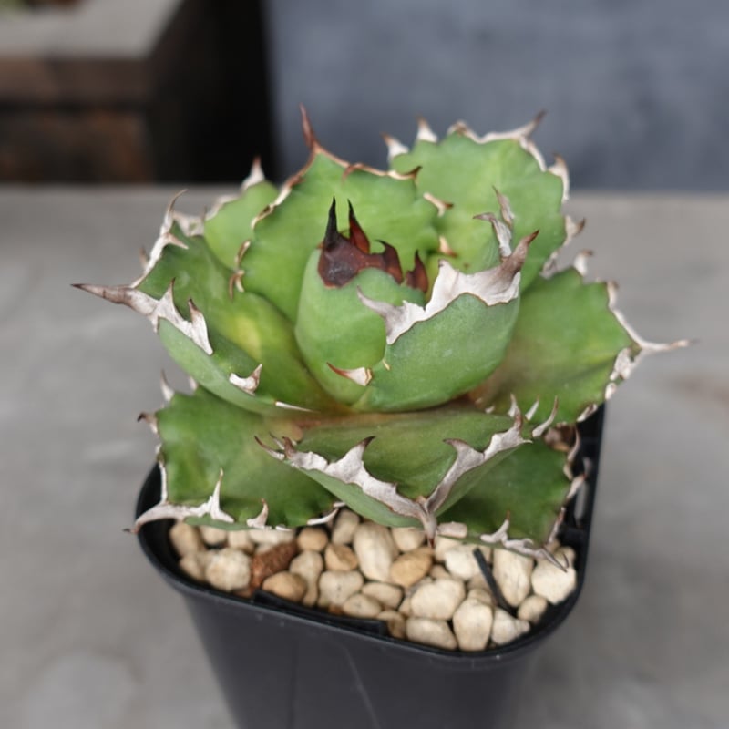 10 Agave titanota”Kyoto” アガベ チタノタ キョウト /CACTUS GREEN