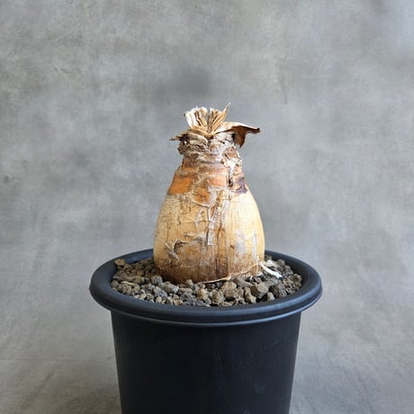 ブーファンハエマンソイデス | STORES