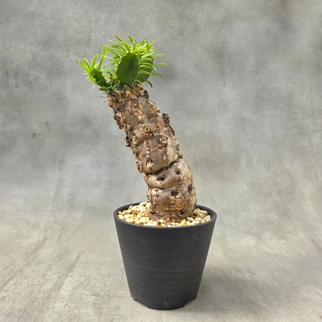 ユーフォルビア ムランジーナ neighborhood ユーフォルビア