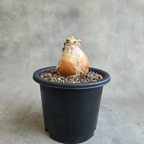 ブーファンハエマンソイデス | STORES