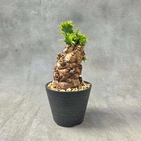 ユーフォルビアムランジーナ | STORES