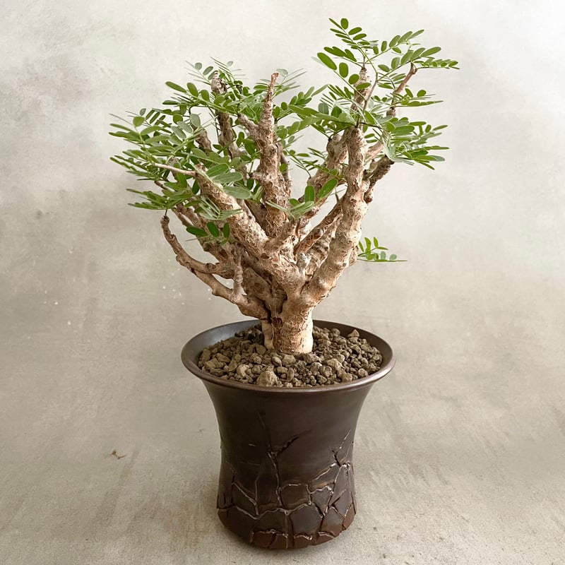 BOTANIZE PLA POT ボタナイズ プラ鉢 【公式通販】