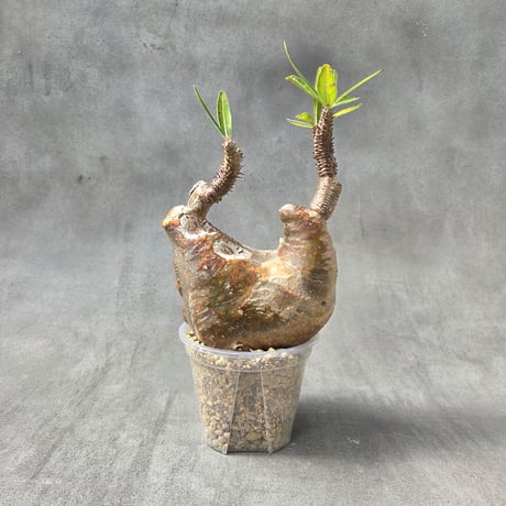 パキポディウムグラキリス | STORES