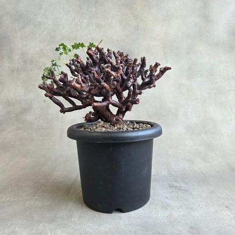 ペラルゴニウムミラビレ | STORES