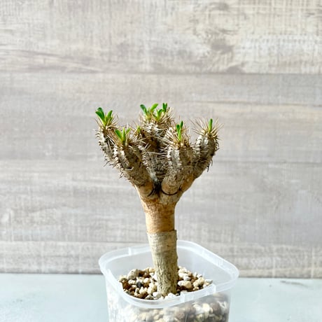 ユーフォルビアギラウミニアナ | STORES 