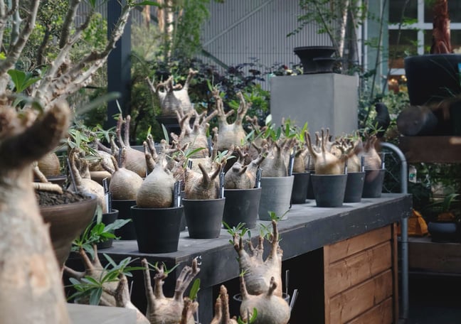 その他観葉植物 N PHASEGALD（n-BASEMENT）-北九州危険植物SHOP- (@phasegald_n_basement