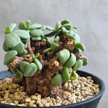 ピグマエア | STORES