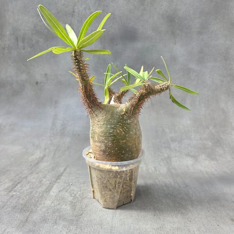 パキポディウム　グラキリス パキポディウムグラキリス | STORES