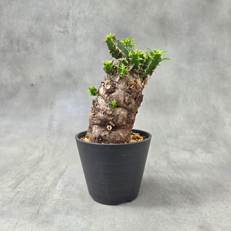 ユーフォルビアムランジーナ | STORES