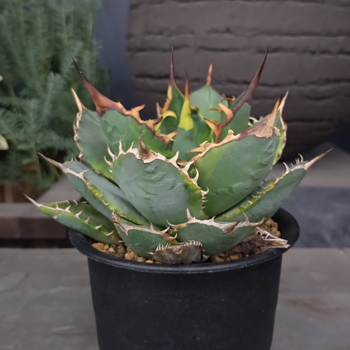 アガベ　SAD 浅斑入り　チタノタ tokuna18 くんに綺麗に撮ってもらった SAD錦‬