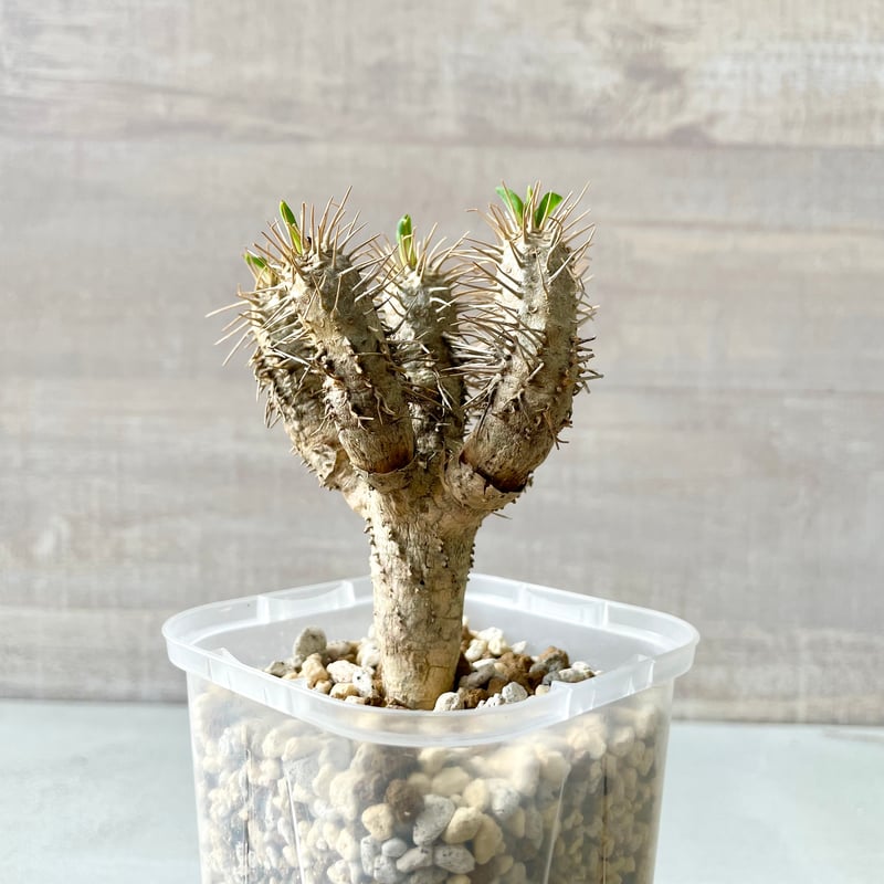 ユーフォルビア ギラウミニアナ ①